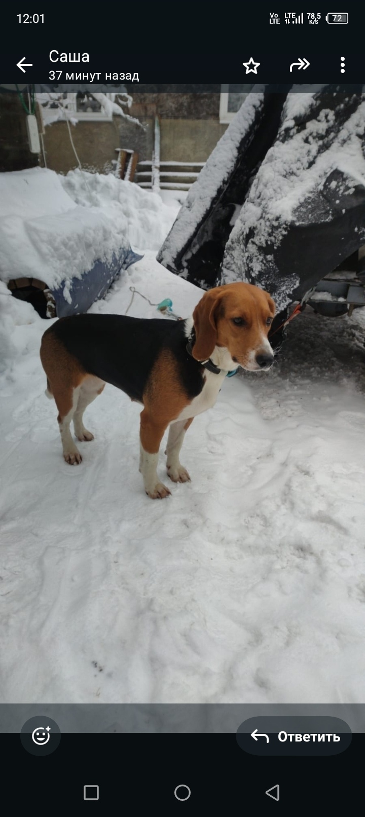 Найдена собака в Солнечногорске — фото объявления