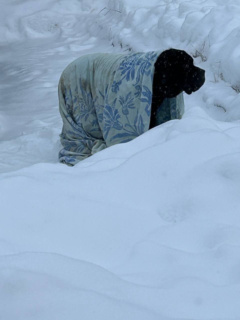 Найдена собака в Солнечногорске — фото объявления