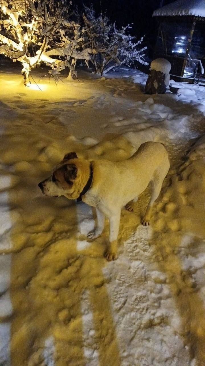 Найдена собака в Солнечногорске — фото объявления