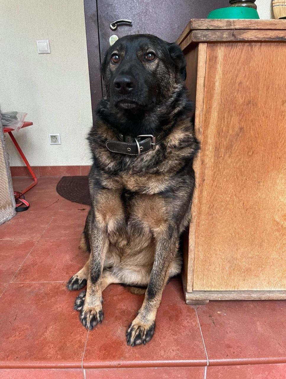 Пропала собака в Солнечногорске — фото объявления