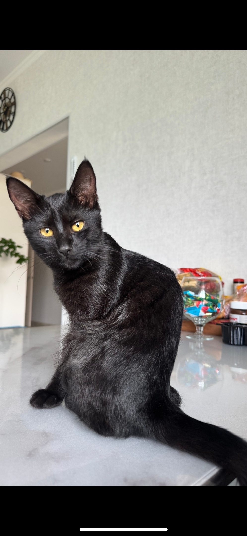 Пропала кошка в Солнечногорске — фото объявления