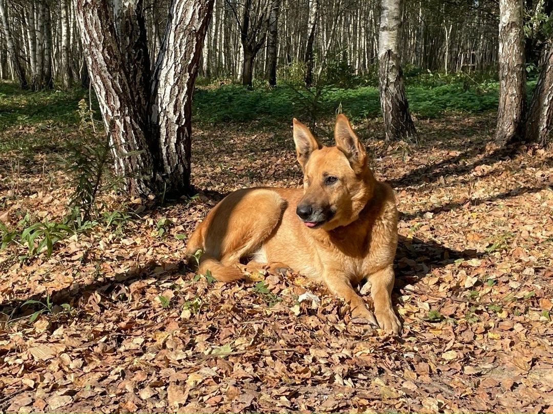 Пропала собака в Солнечногорске — фото объявления