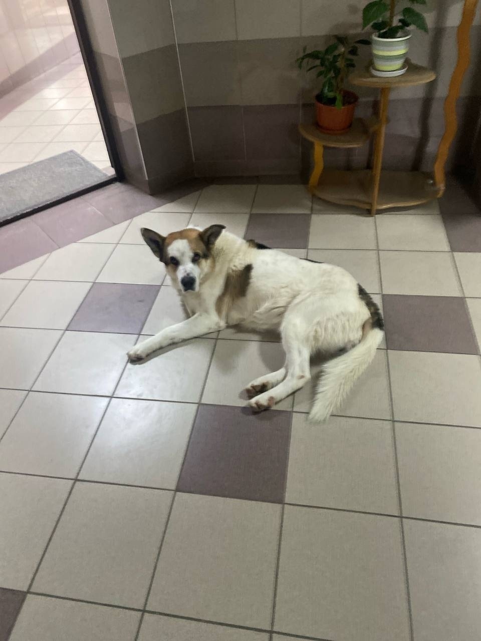 Найдена собака в Солнечногорске — фото объявления