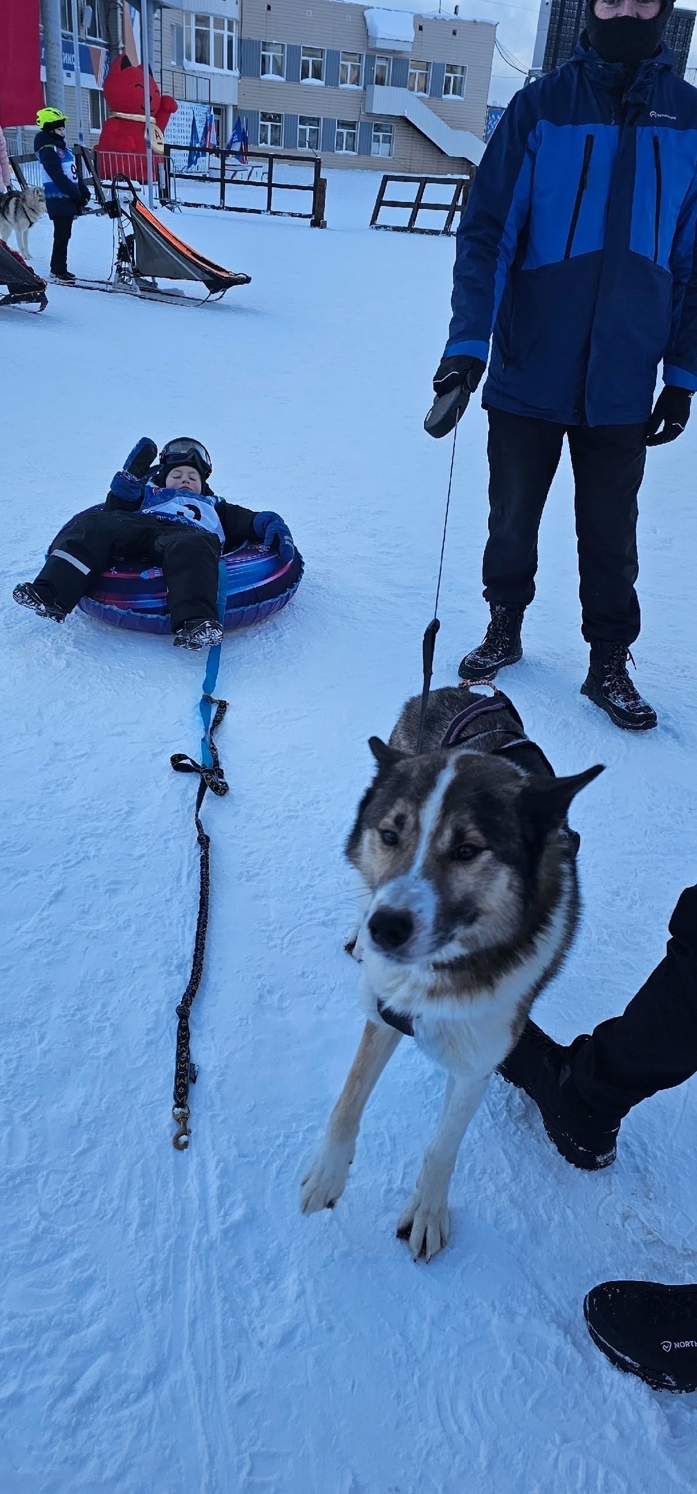 Пропала собака в Ухте — фото объявления
