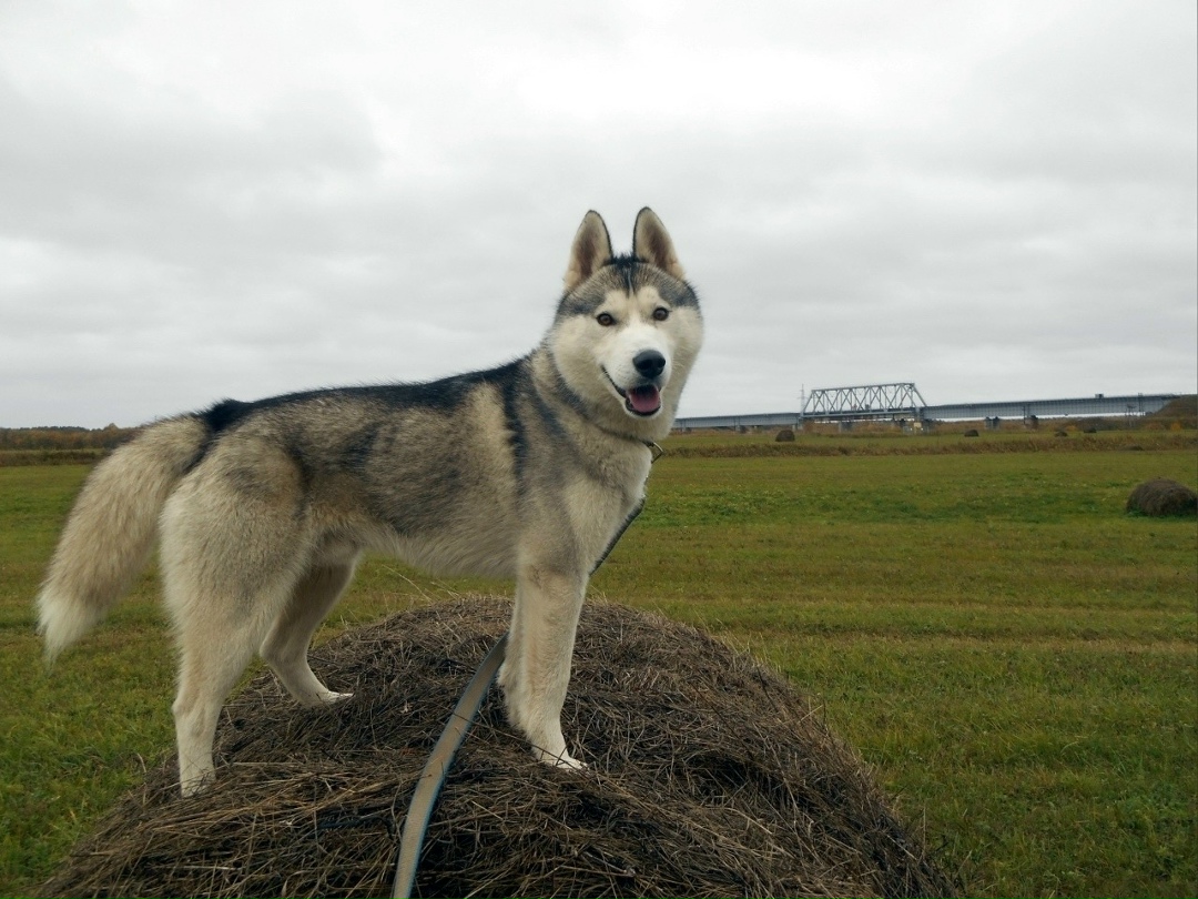 Пропала собака в Ухте — фото объявления