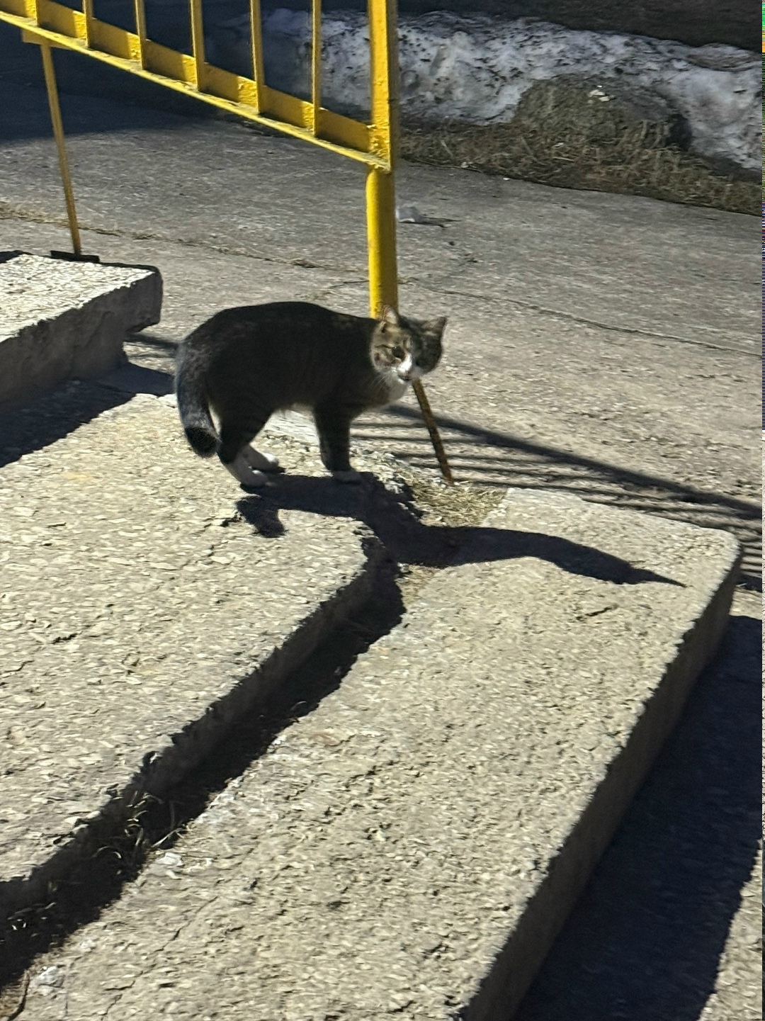 Пропала кошка в Ухте — фото объявления