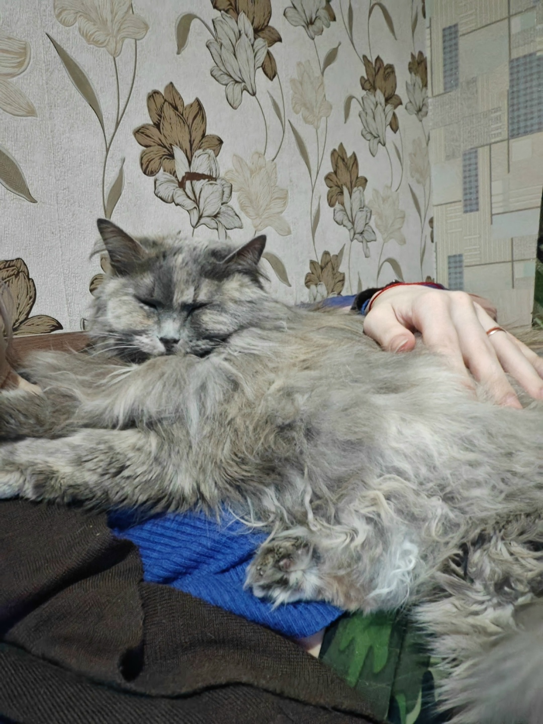 Найдена собака в Ухте — фото объявления