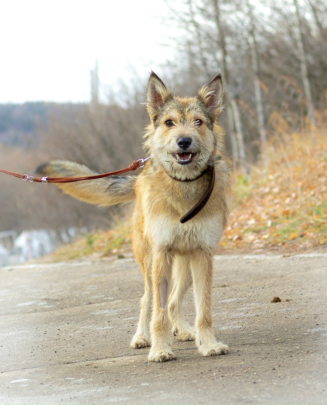 Пропала собака в Ухте — фото объявления