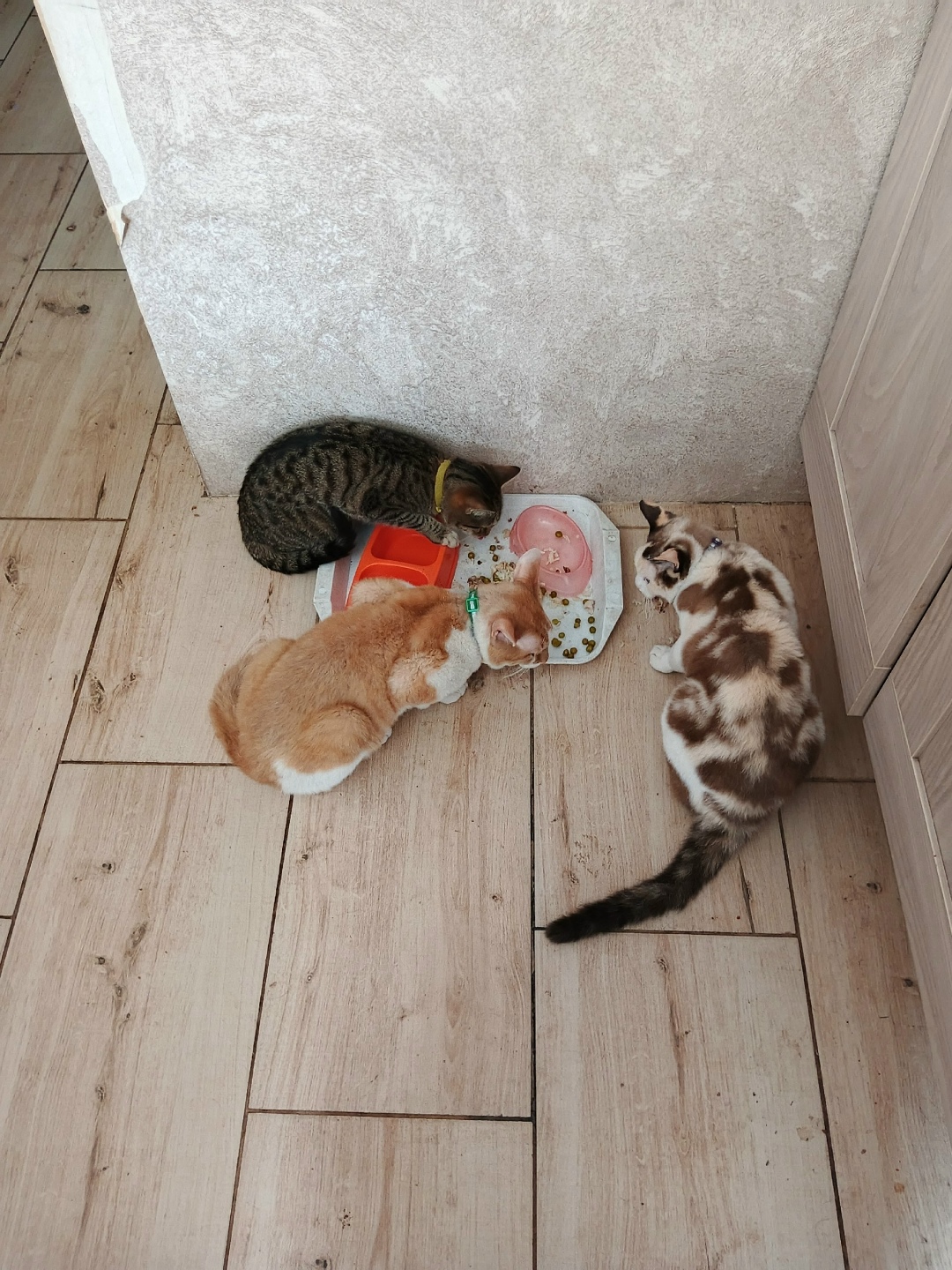 Пропала кошка в Ухте — фото объявления