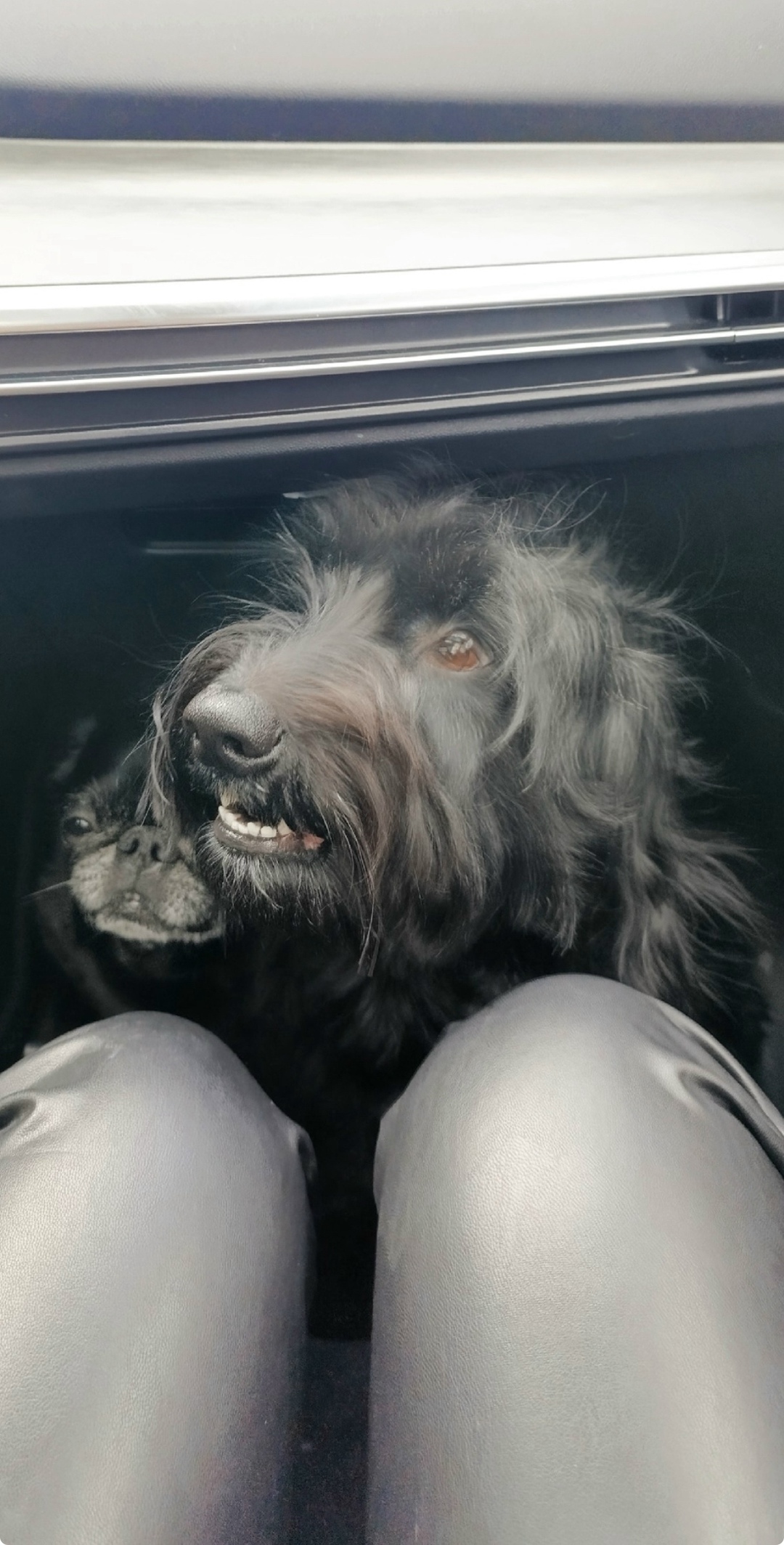 Пропала собака в Ухте — фото объявления