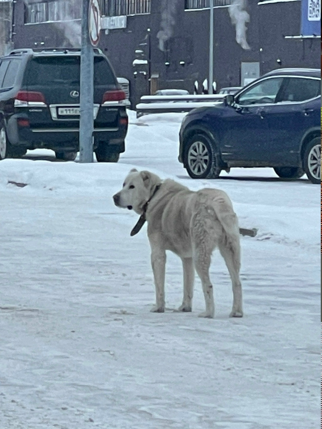 Пропала собака в Ухте — фото объявления