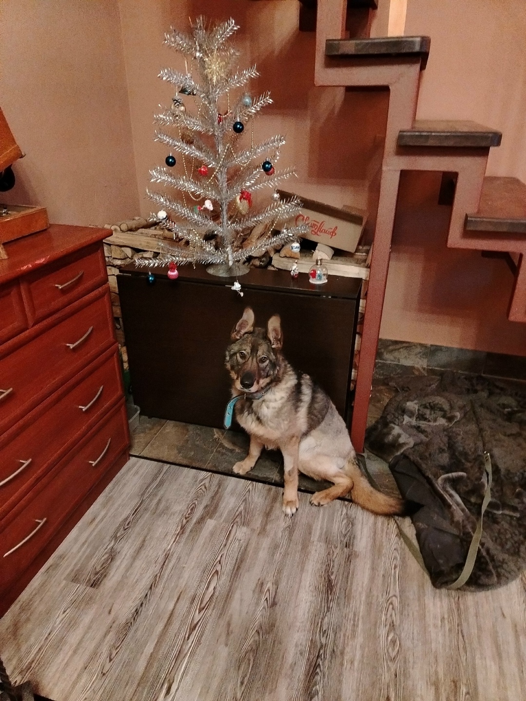 Найдена собака в Ухте — фото объявления