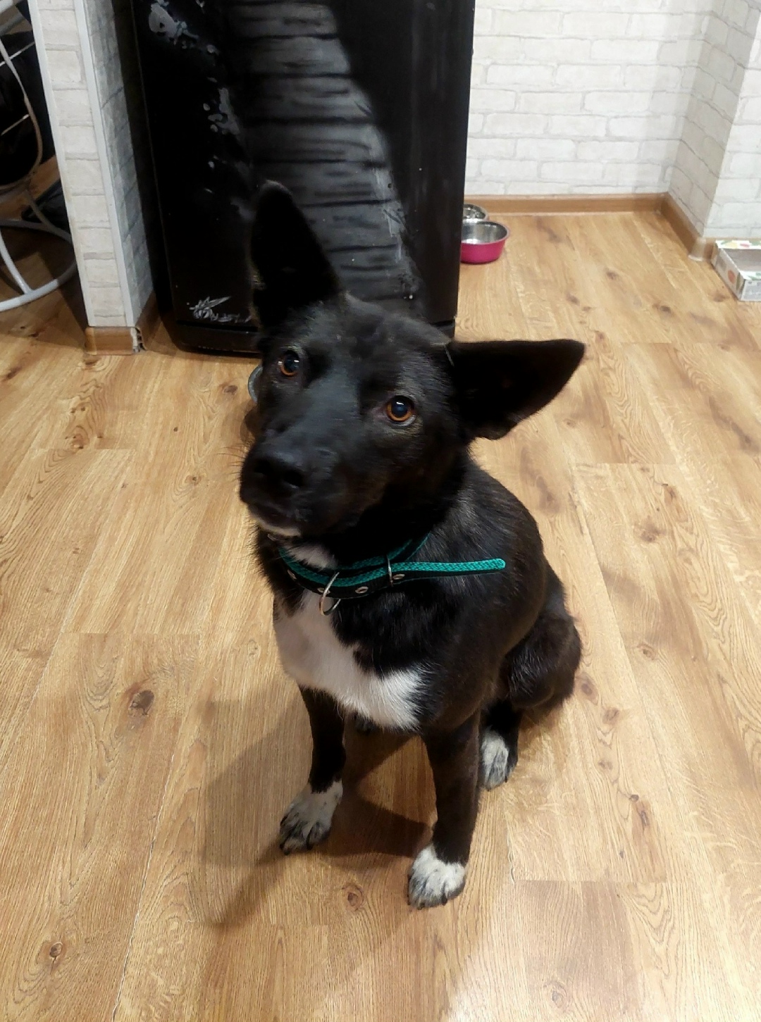 Пропала собака в Ухте — фото объявления