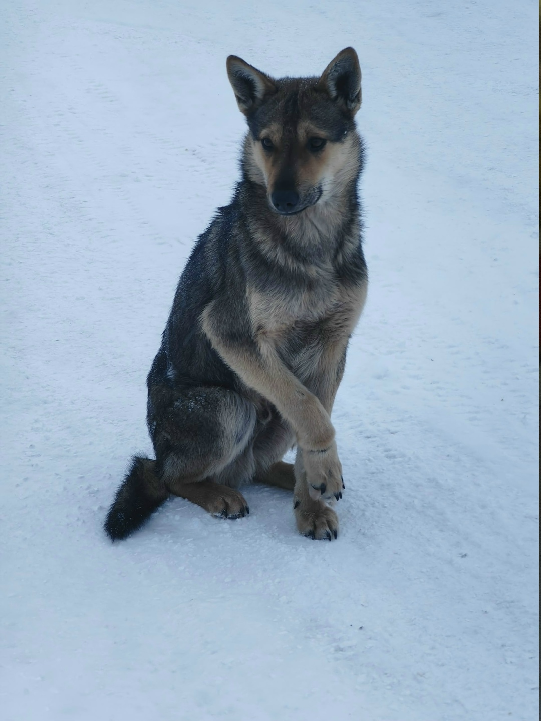Найдена собака в Ухте — фото объявления