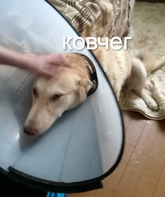 Пропала собака в Ухте — фото объявления