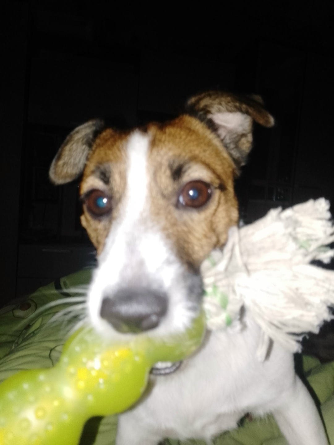 Пропала собака в Ухте — фото объявления