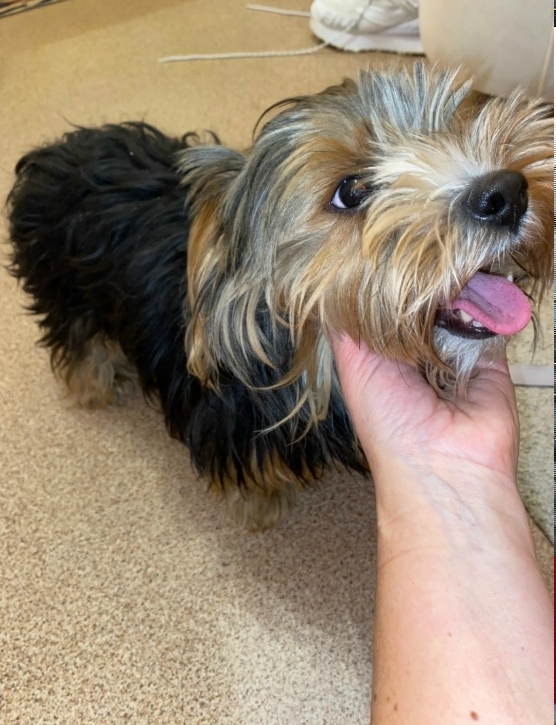 Пропала собака в Ухте — фото объявления