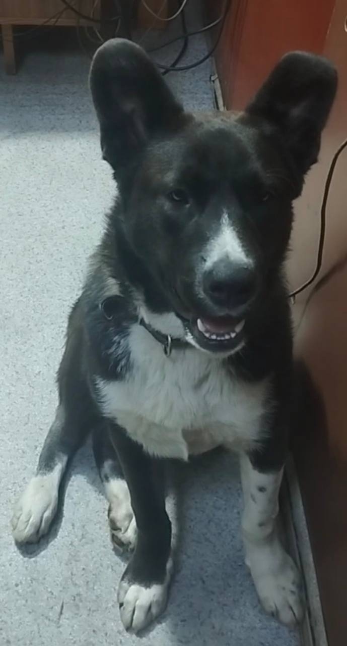 Пропала собака в Ухте — фото объявления