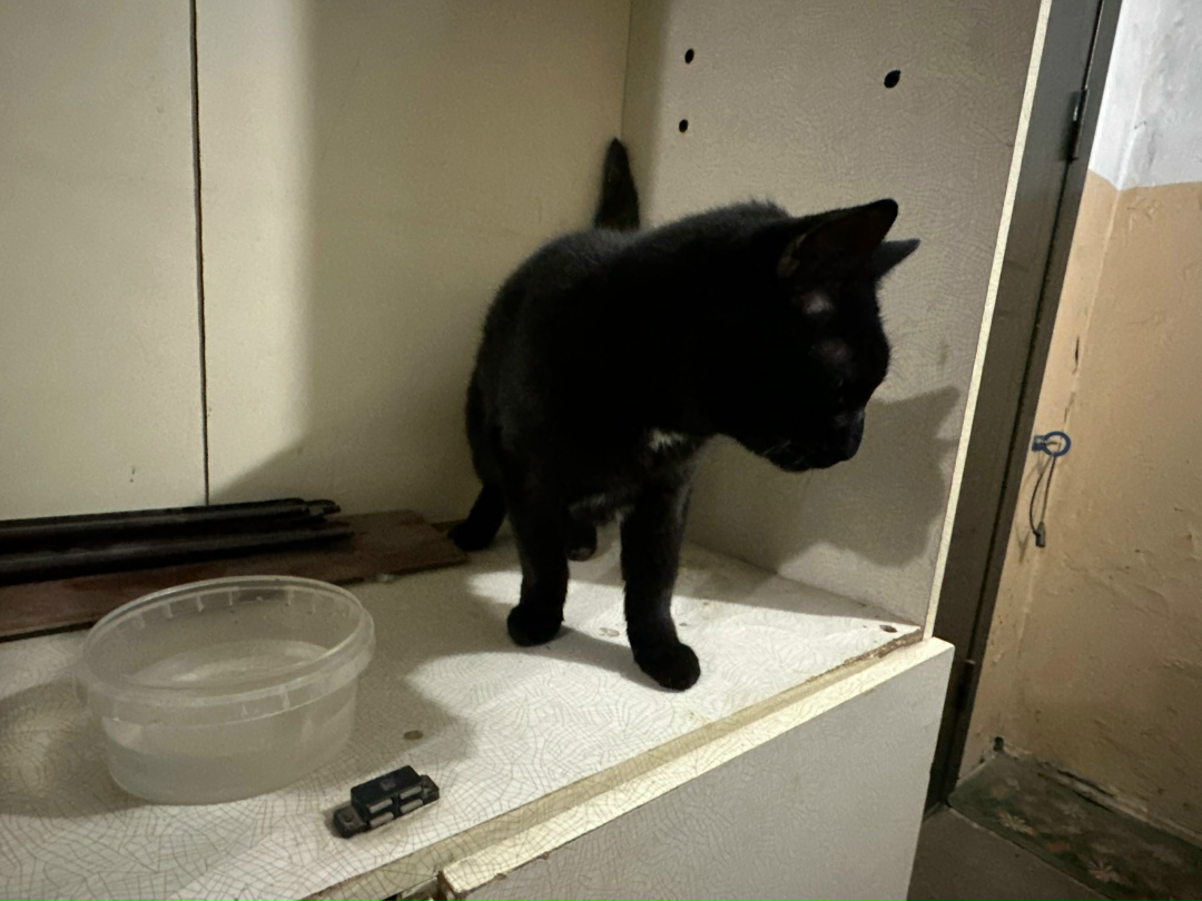 Найдена кошка в Ухте — фото объявления