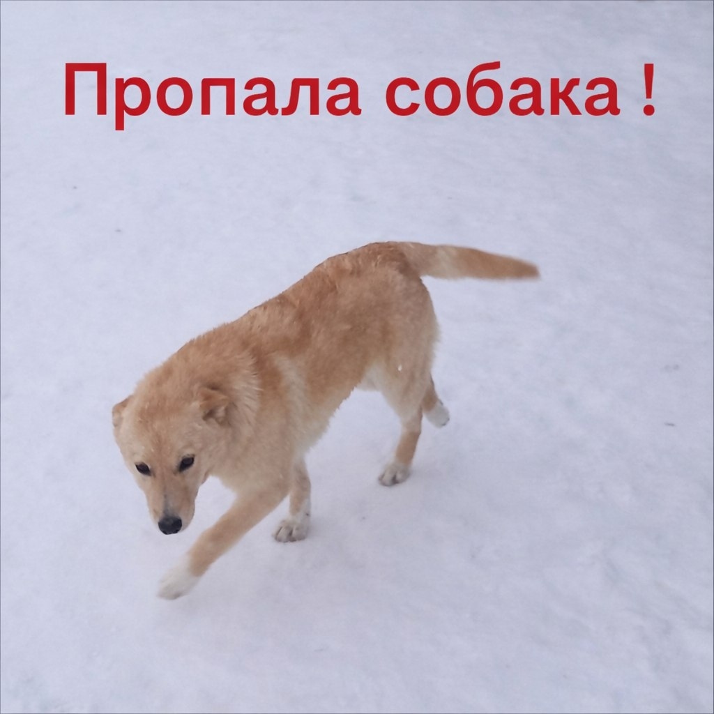 Пропала собака в Ухте — фото объявления