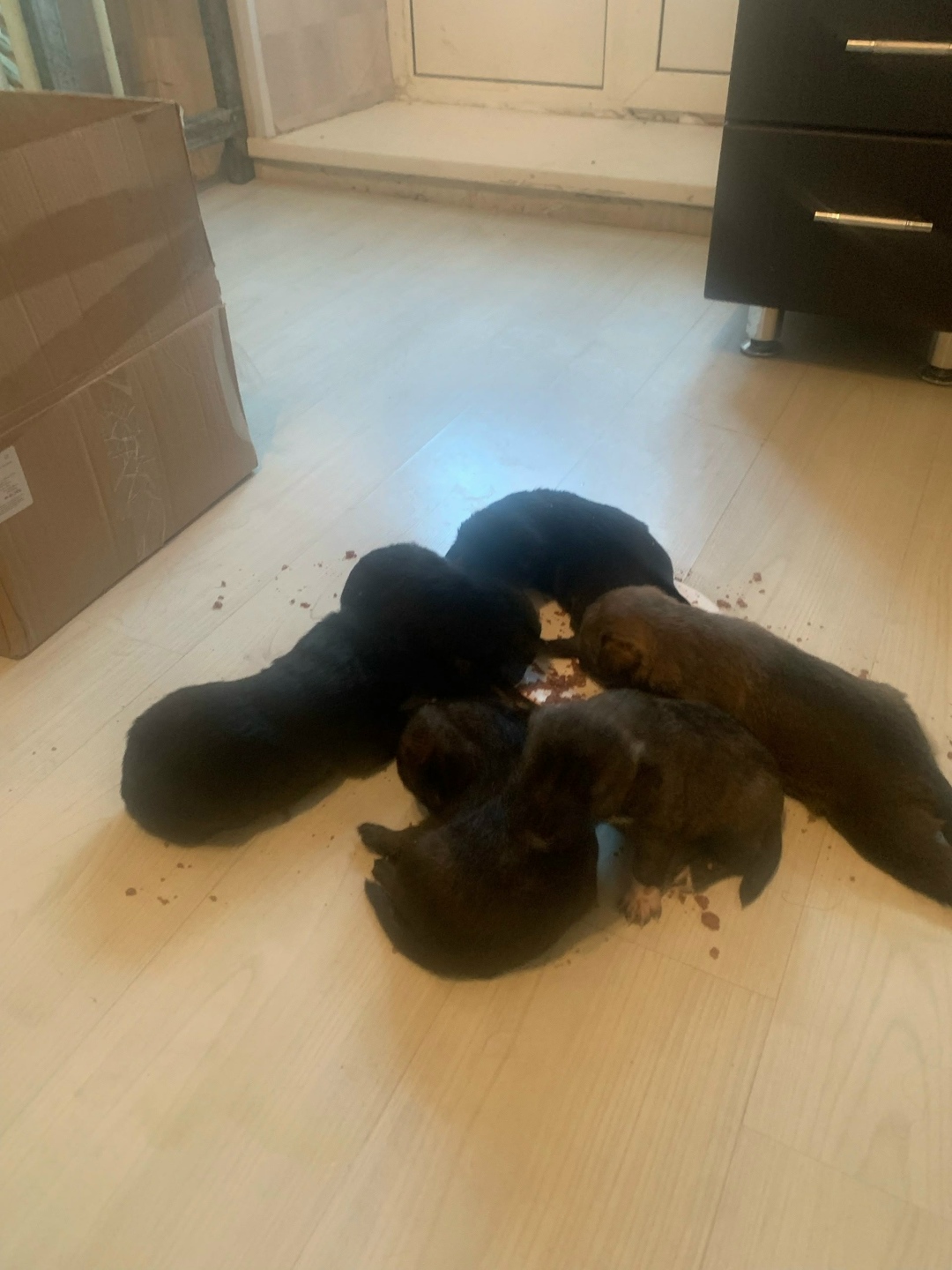 Найдена собака в Ухте — фото объявления