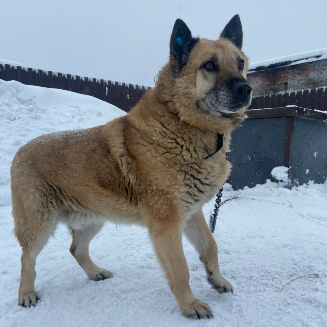 Найдена собака в Ухте — фото объявления
