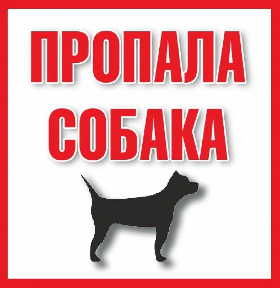 Пропала собака в Ухте — фото объявления