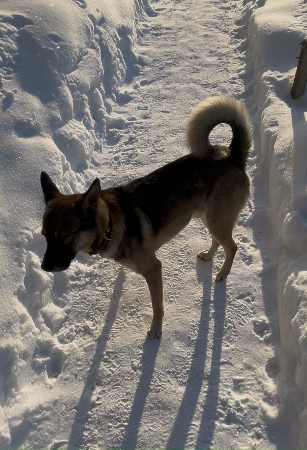 Пропала собака в Ухте — фото объявления