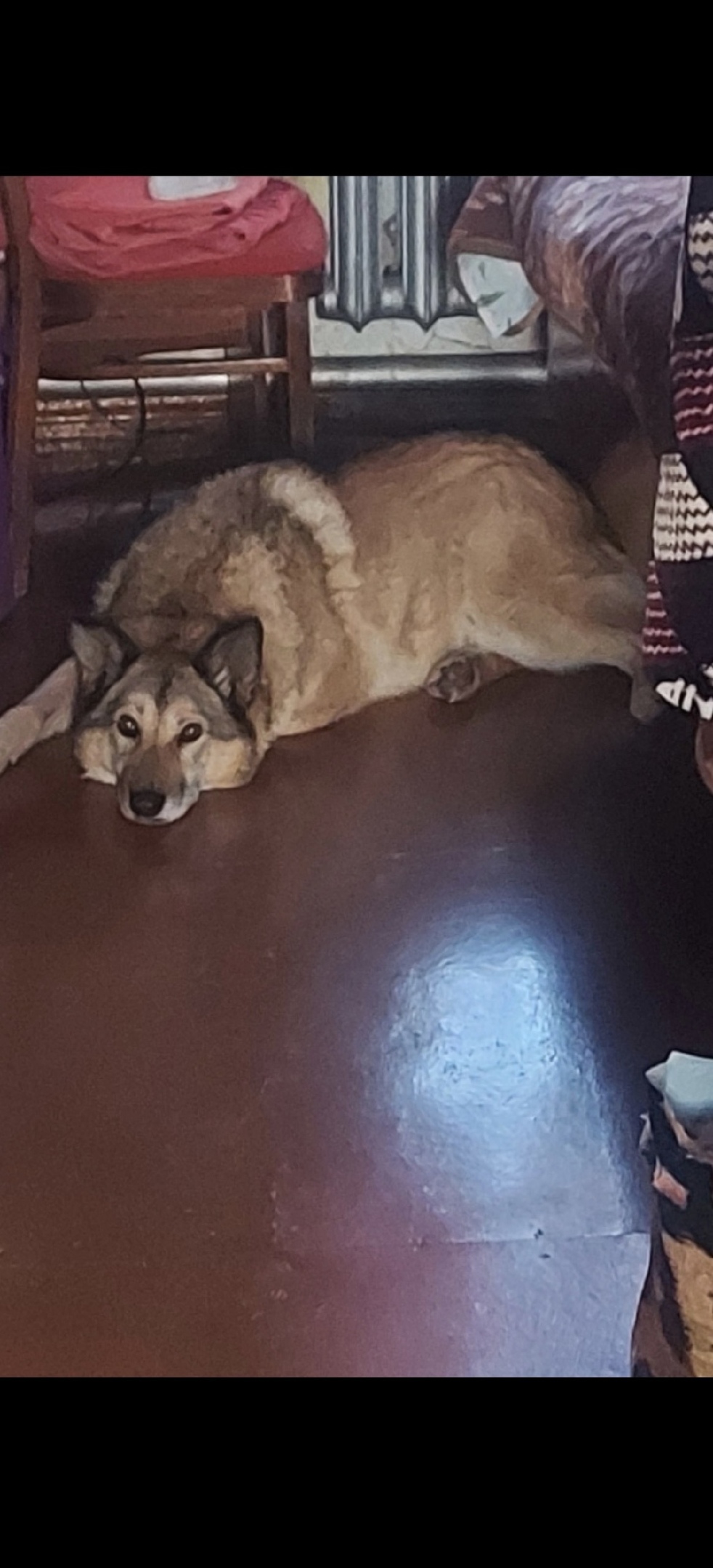 Пропала собака в Ухте — фото объявления