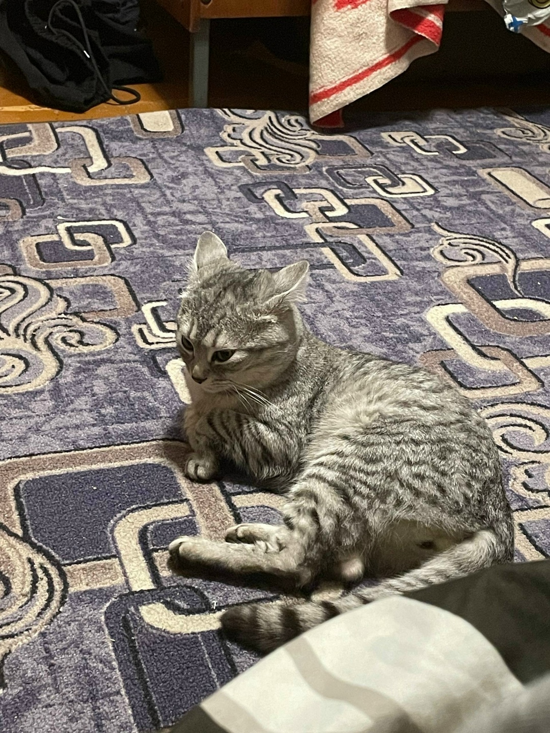 Пропала кошка в Златоусте — фото объявления