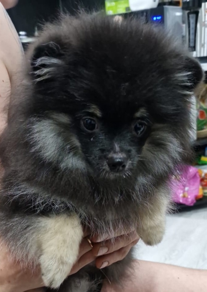 Пропала собака в Златоусте — фото объявления