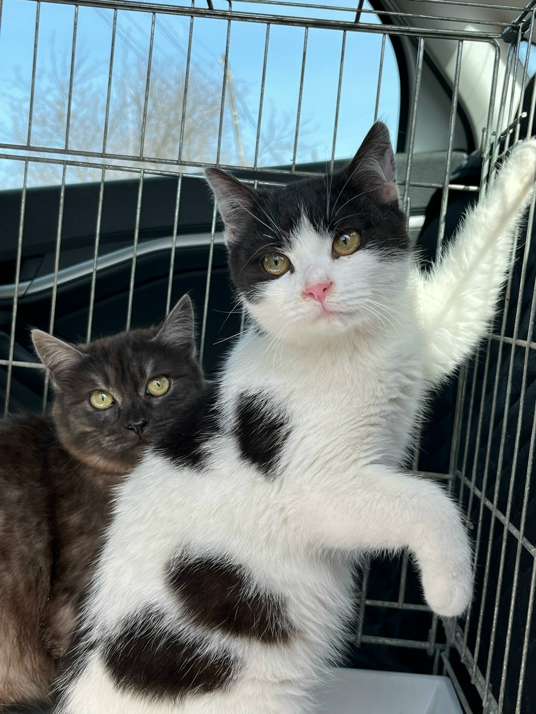 Найдена собака в Златоусте — фото объявления