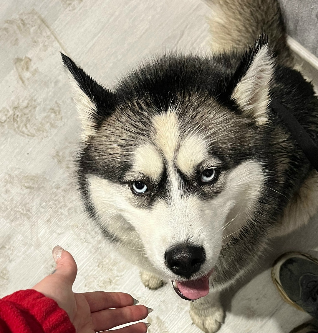 Найдена собака в Златоусте — фото объявления