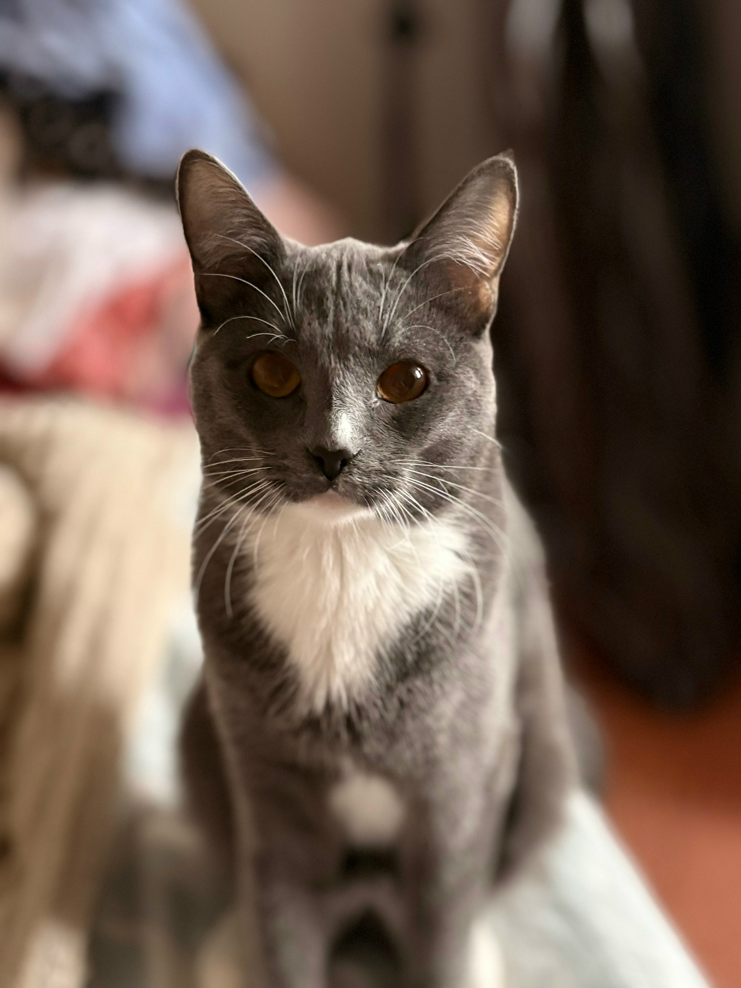 Пропала кошка в Златоусте — фото объявления