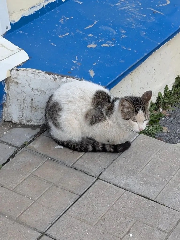 Пропала кошка в Златоусте — фото объявления