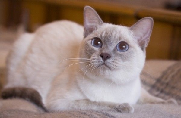 Пропала кошка в Златоусте — фото объявления