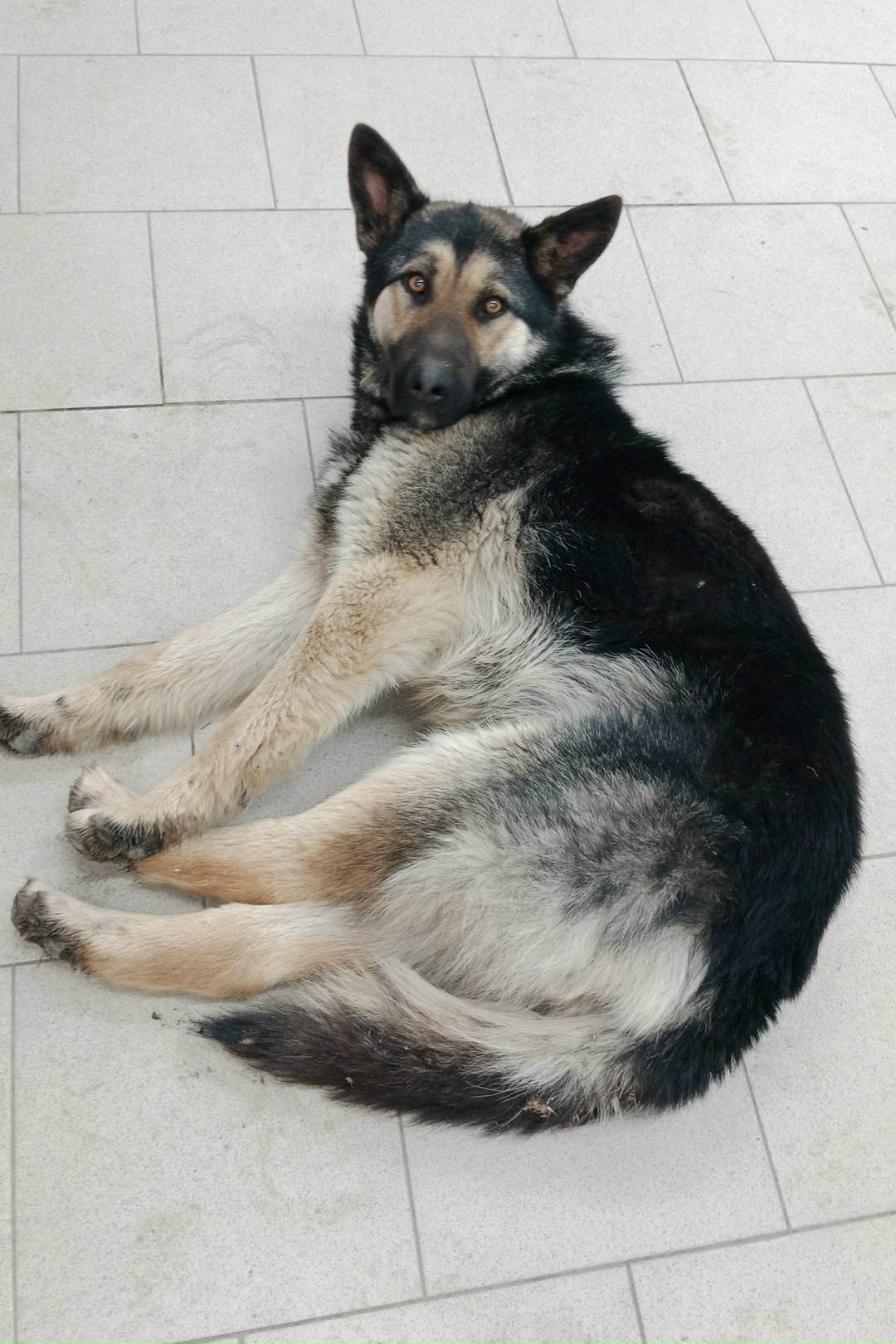 Пропала собака в Златоусте — фото объявления