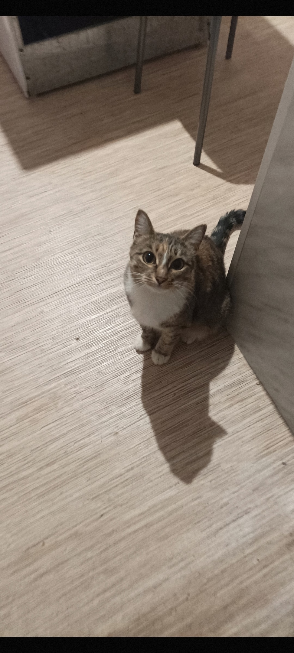 Найдена собака в Златоусте — фото объявления