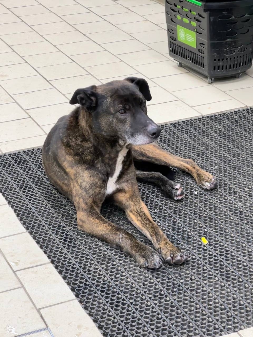 Пропала собака в Златоусте — фото объявления