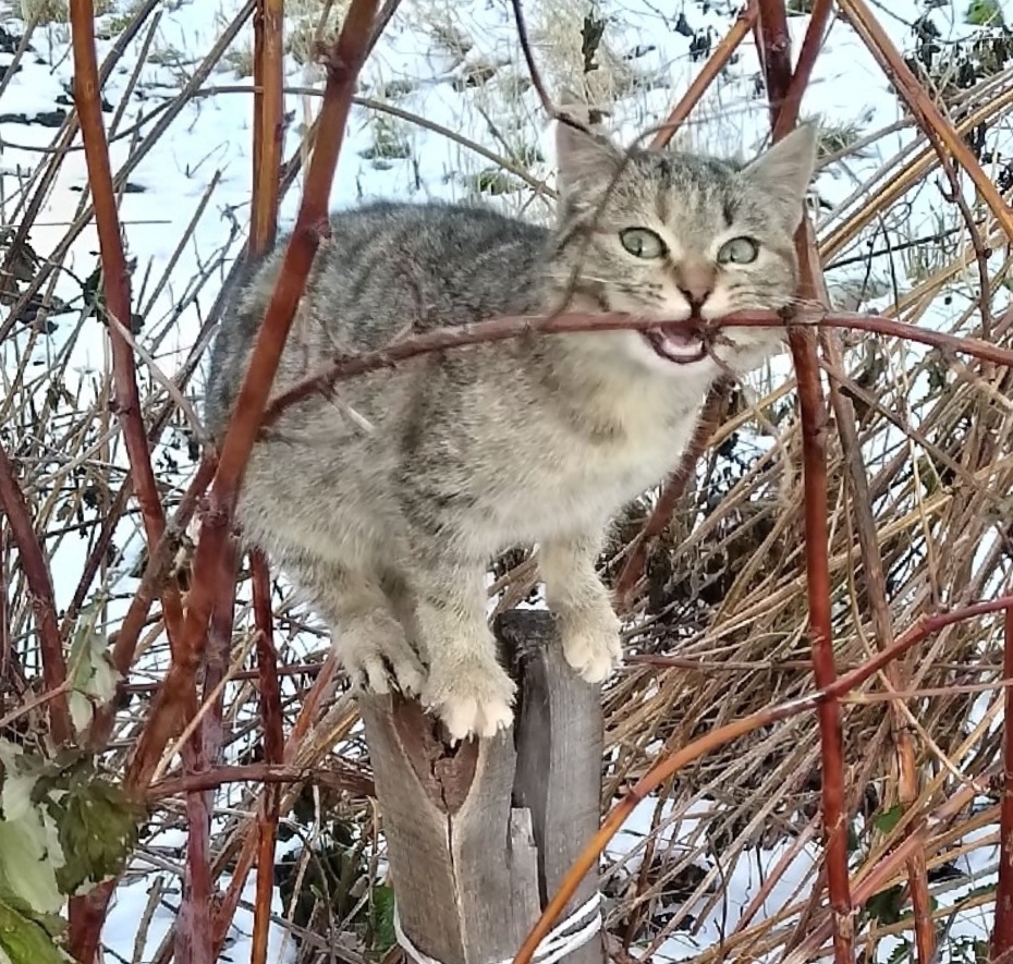 Найдена кошка в Златоусте — фото объявления