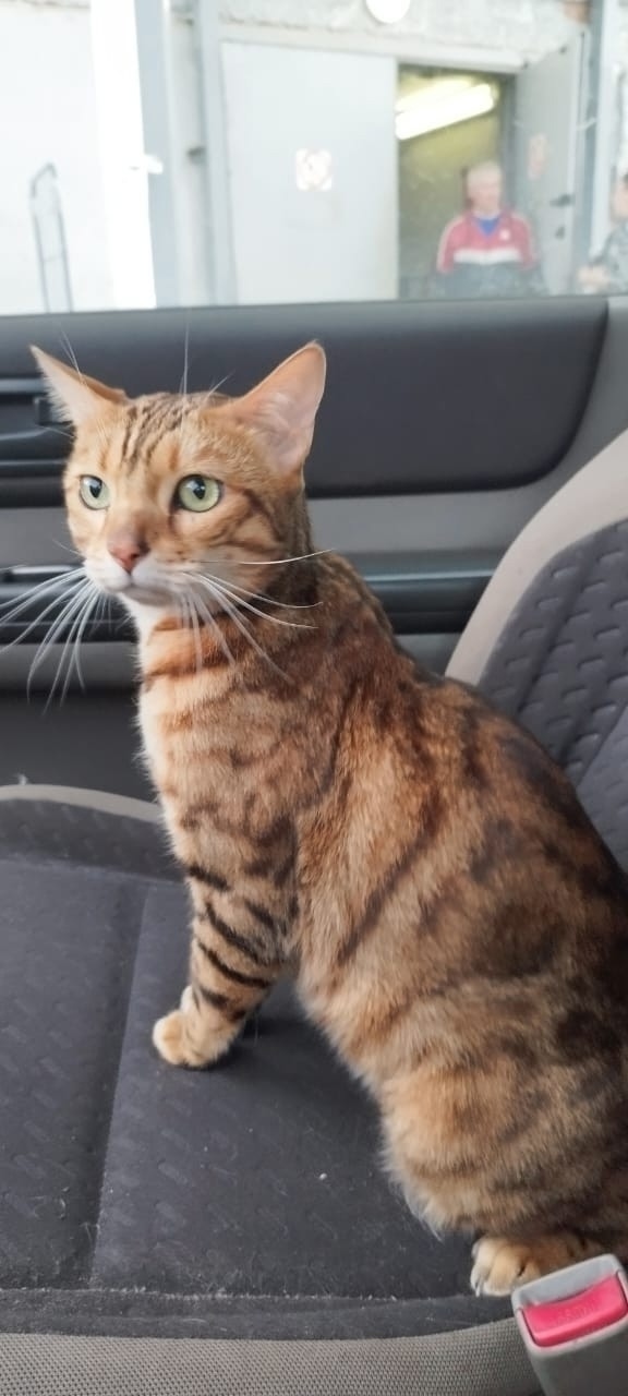 Пропала кошка в Златоусте — фото объявления