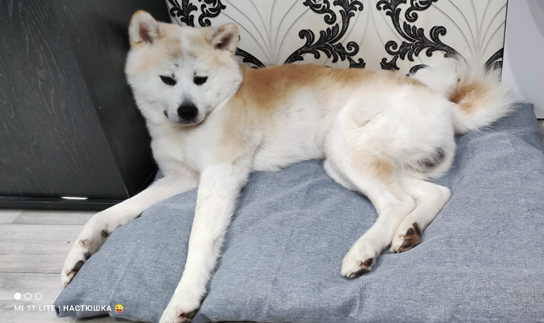 Пропала собака в Златоусте — фото объявления