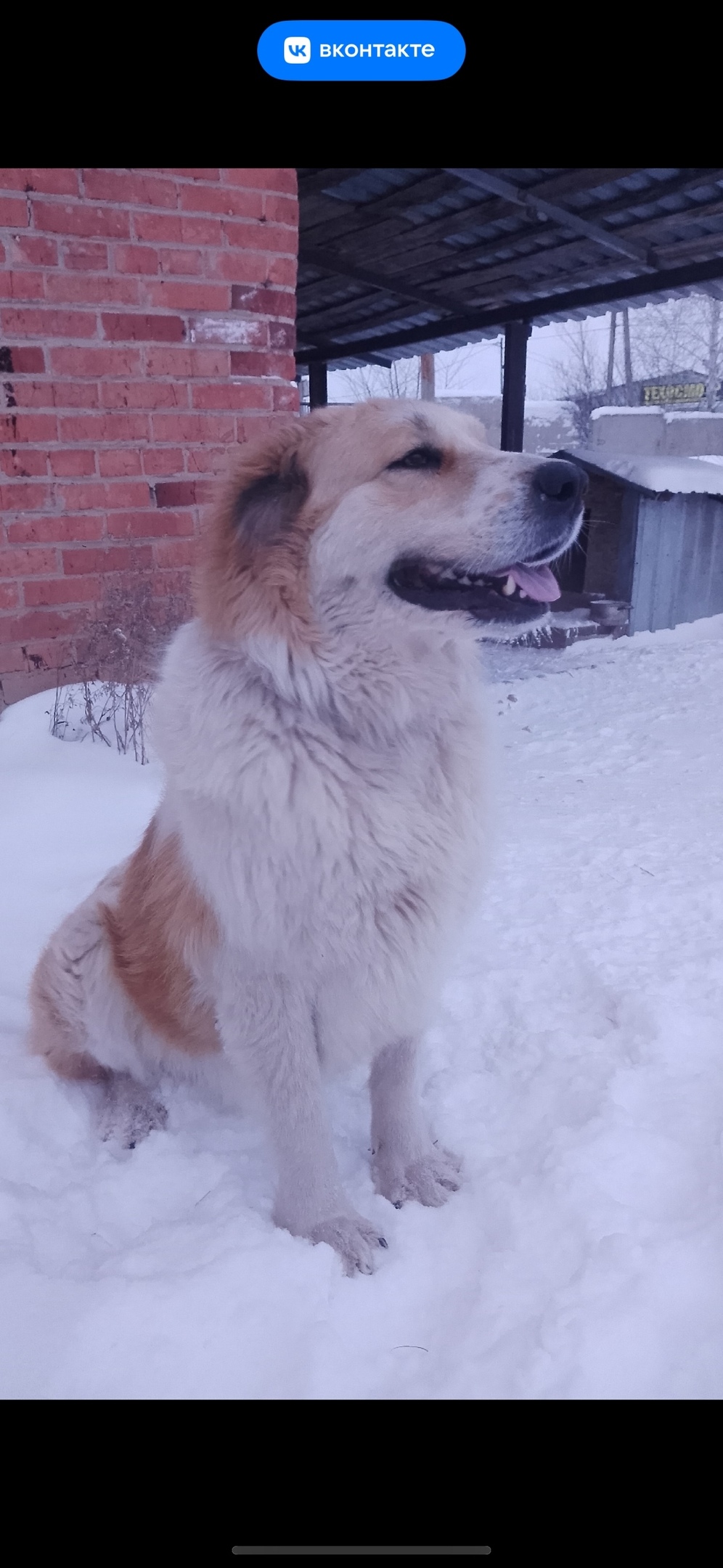 Пропала собака в Златоусте — фото объявления