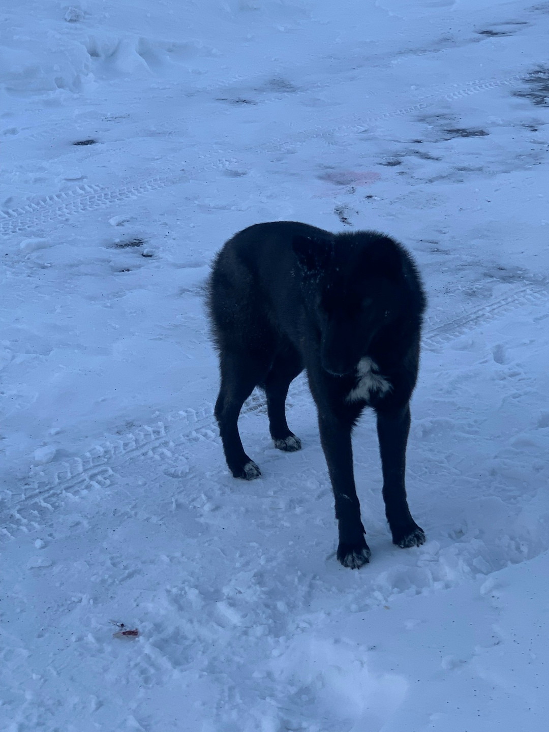 Пропала собака в Златоусте — фото объявления