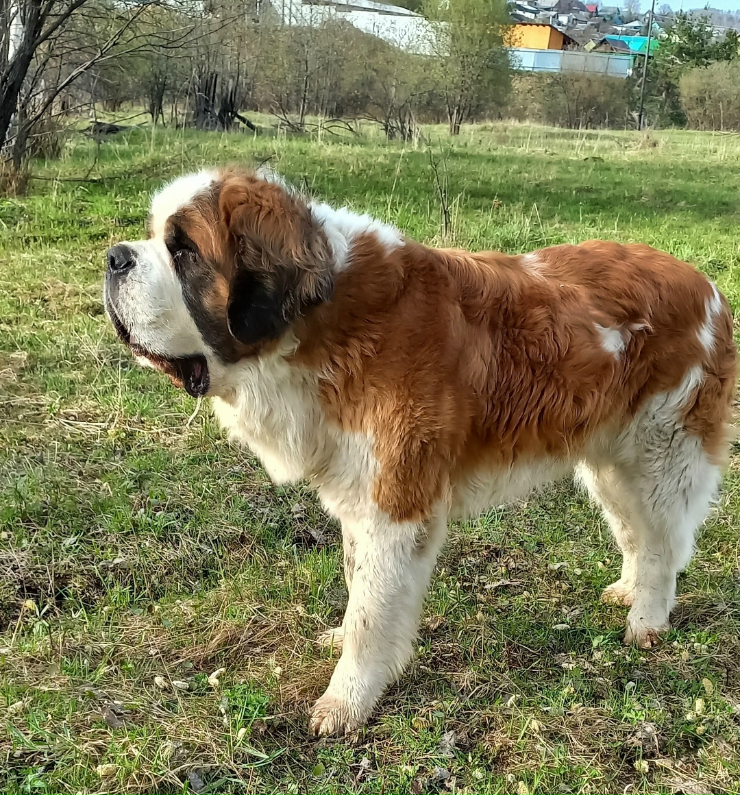 Пропала собака в Златоусте — фото объявления
