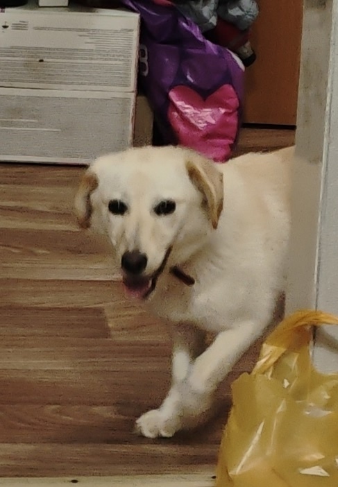 Найдена собака в Златоусте — фото объявления