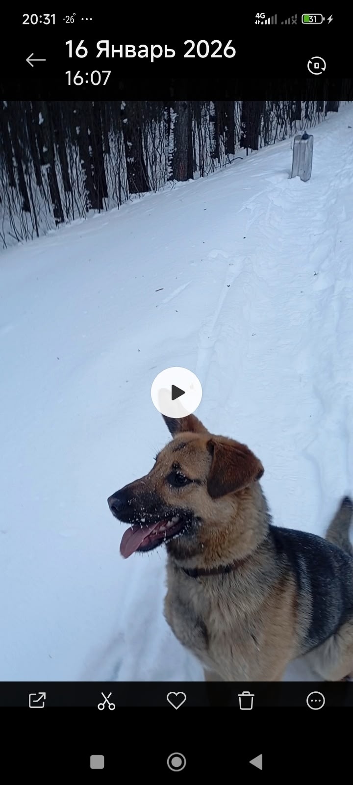 Пропала собака в Златоусте — фото объявления