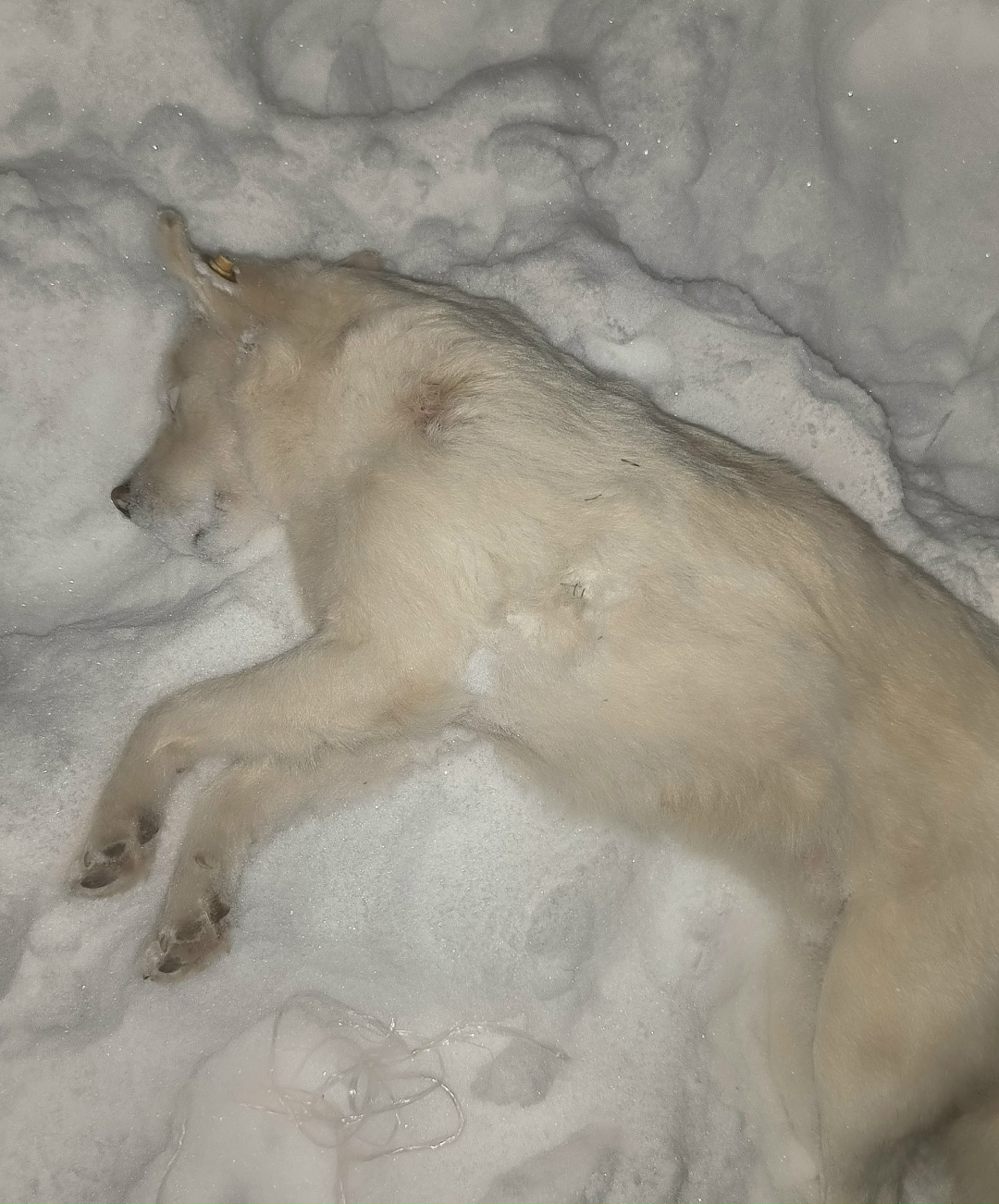 Пропала собака в Златоусте — фото объявления
