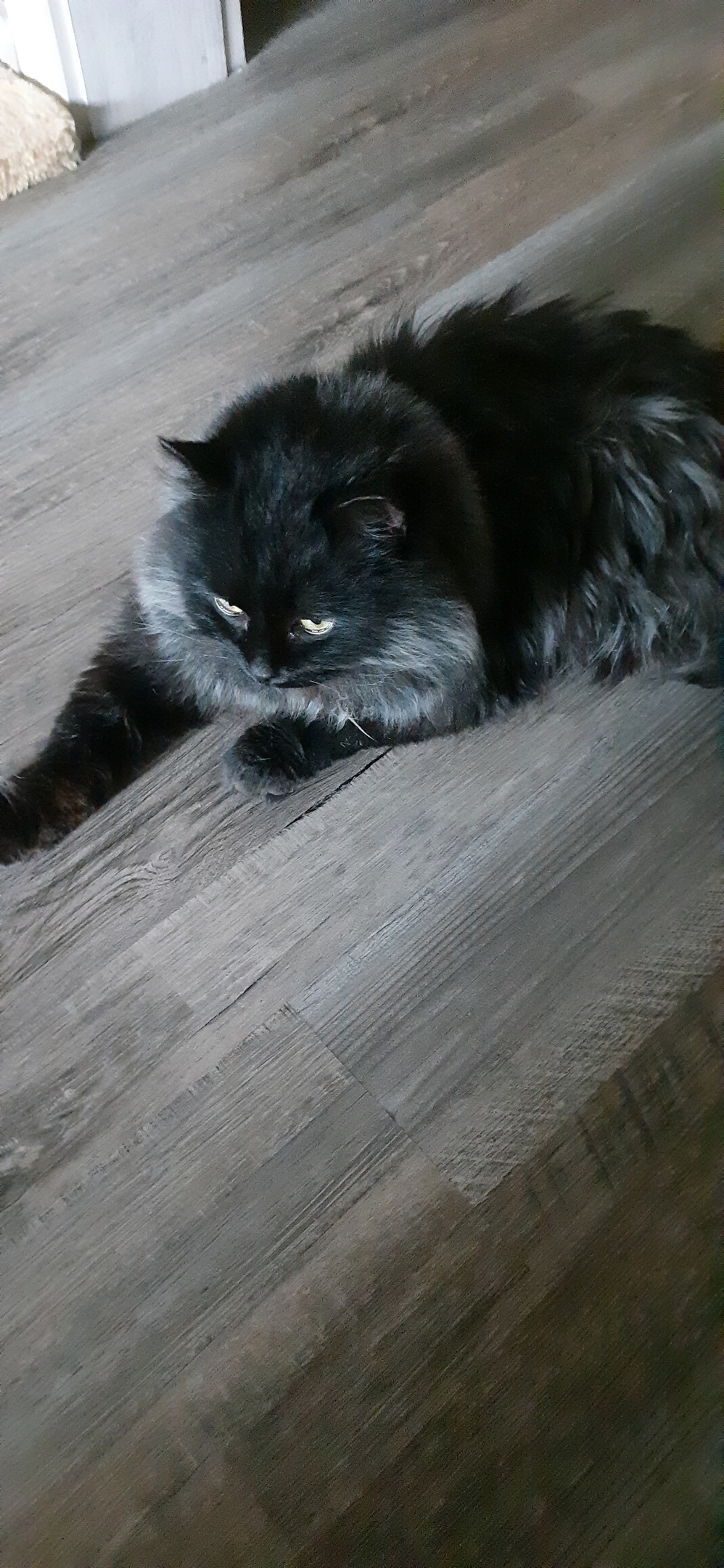 Найдена кошка в Златоусте — фото объявления