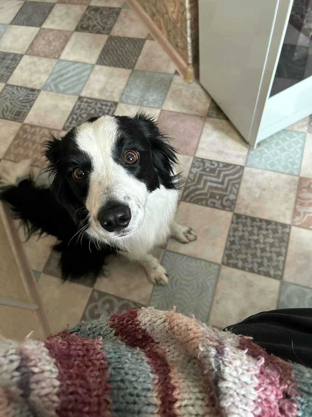 Пропала собака в Златоусте — фото объявления